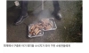 화재에서 구출된 아기돼지들 반년뒤..
