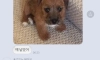 강아지 복붙