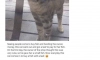 가게 생선을 먹고 싶었던 고양이