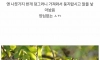 게으른 비둘기