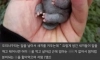 실존하는데 거짓말 같은 생물