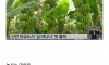 신안군 근황