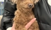 역대급 강아지 유기사건