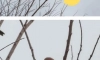 혼자만 이상하게 앉아있는 참새