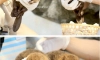 핵귀요미 그 자체 아기 비버