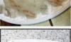 회 먹을 때 사람마다 갈리는 거