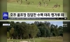 호주 캥거루 수백마리가 골프장 습격