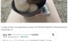 아기 코알라 몸무게 재는 방법