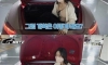 28세여성 포르쉐 카푸어