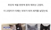 반반 털색깔을 가진 고양이의 근황