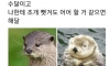 수달 해달 구별법