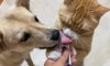 강아지 고양이 혀 크기 차이