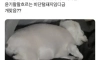 너무 살쪄서 털이라도 깎아본 견주