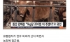 한우 사기꾼 레전드 ㄷㄷ