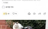 차에 스크래치 냈다고 길고양이 죽인 20대 실형