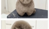 강아지 미용 실패한 디시인