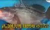 Kg에 20만원이라는 생선