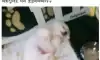 너무 커져버린 우리집 쪼꼬미