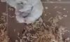 햄스터 가