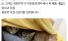 용감한 고양이 모모