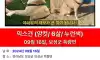 반려견 실종