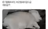 너무 살쪄서 털이라도 깎아본 견주