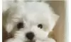 옆집 강아지가 베란다를 통해서 넘어옴 ㅋㅋ