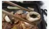 양송이버섯 안에 생기는 물 정체.....
