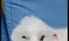 쿠션 사이에 낑겨 잔 강아지.jpg