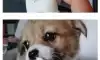 떠돌이 댕댕이에게 계란을 먹여봄