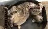 마구 휘는 고양이