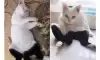 바지입다가 귀찮아서 그냥 태어난 고양이