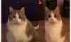 다이어트 성공해서 살뺀 고양이