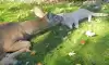 매일 와서 고양이 만나고 돌아가는 사슴