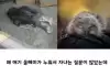 아기 부엉이 올빼미가 누워서 자는 이유