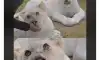 레딧에서 화제라는 K사자