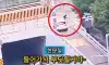 꼬리가 길어 잡힌 자라니 보험사기