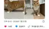 다리 짧은 거 소문 다 난 닥스훈트고양이