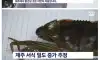 불법유입 외래종 때문에 난리라는 부산 근황