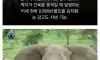학계도 설명이 어려운 초능력을 가진 동물 9종