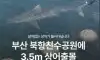 제작비0원인데 여수박람회보다 인기 있다는 부산 상어 축제 상황