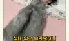 아기가 너무 좋은 고양이