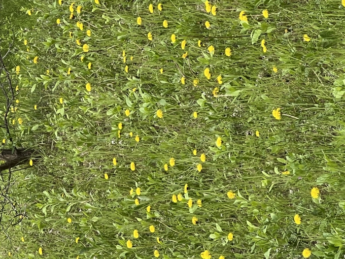 IMG_1598.jpeg
