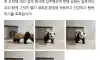 푸바오 현재 근황