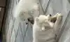 힐링 강즤들