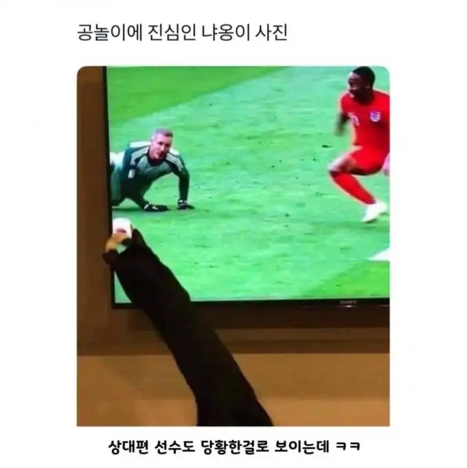 20250321222741공놀이에진심이구나.jpg