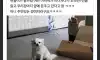 강아지에게 누가 돈주고 감