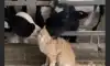 젖소 혓바닥에 중독된 고양이