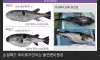 요즘 복어 근황 공포