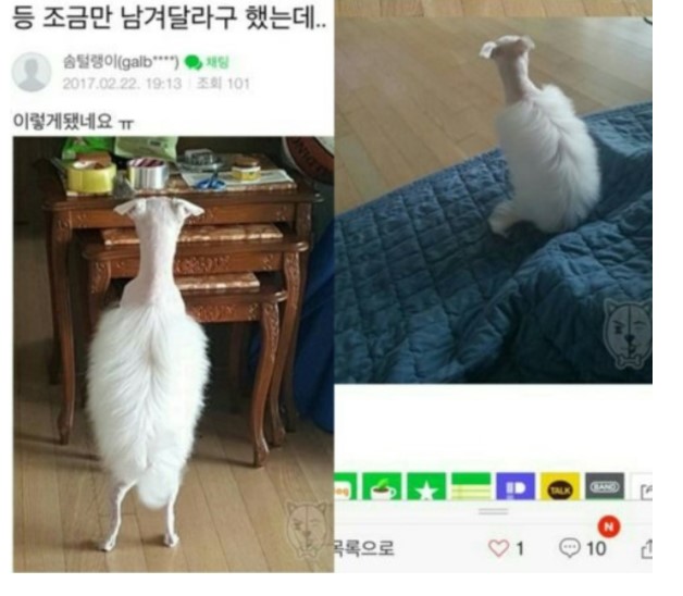 31e5cd869b39436ba8f40209276b6a67.jpg 등 조금만 남겨 달라고 했는데...feat. 강사모
